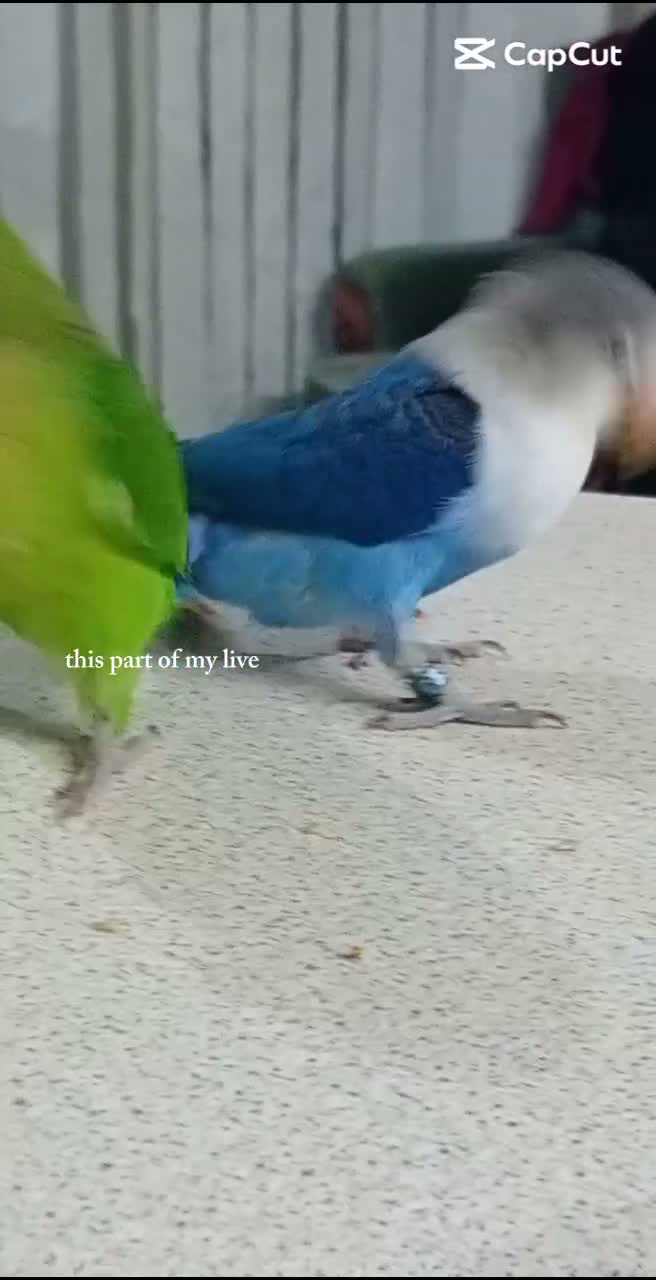 Lovebirds birds for sale: 2 lovebirds and a budgie looking for a loving home in Dewsbury - Video 2