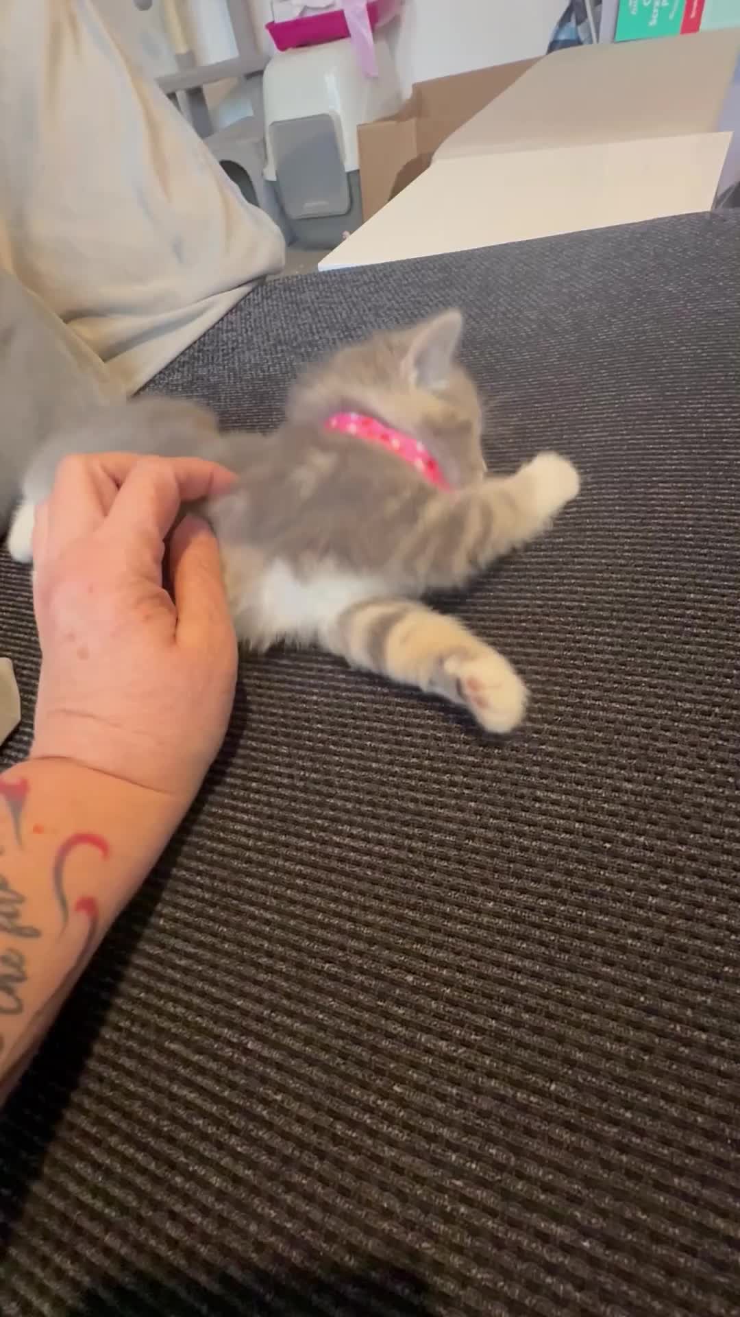 Ragcoon cats for sale: RAGCOONS ragdoll mainecoons  - Video 1