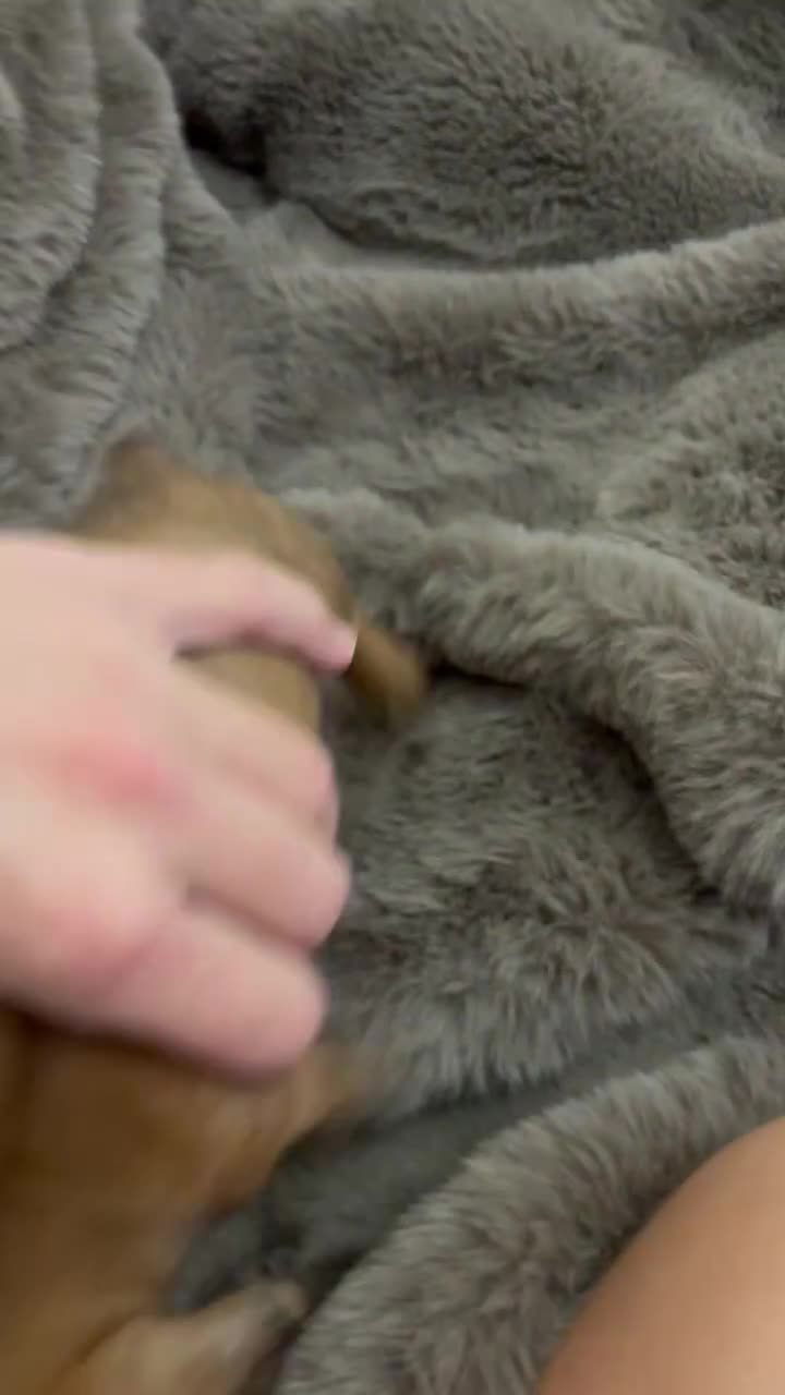Miniature Dachshund dogs for sale: Beautiful mini dachshund pups - Video 2
