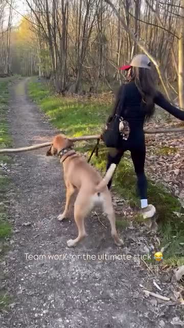 Cane Corso dogs for stud: Rare fawn male cane corsos for stud  in Harrow - Video 5