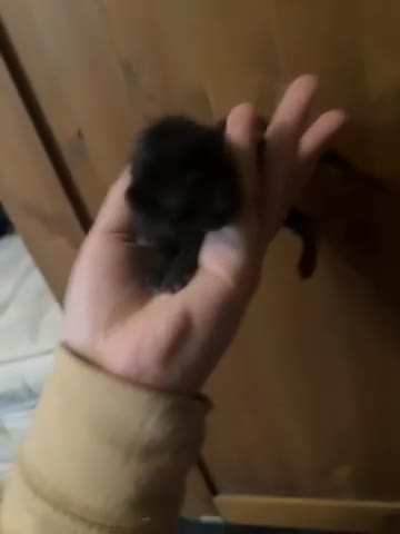 Mixed Breed cats for sale: Part ragdoll kittens  - Video 4