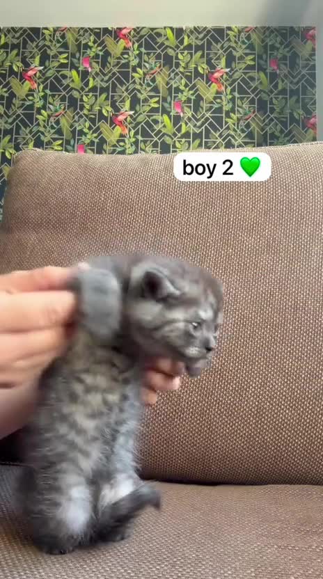 Exotic cats for sale: British short hair cross Persian  - Video 2