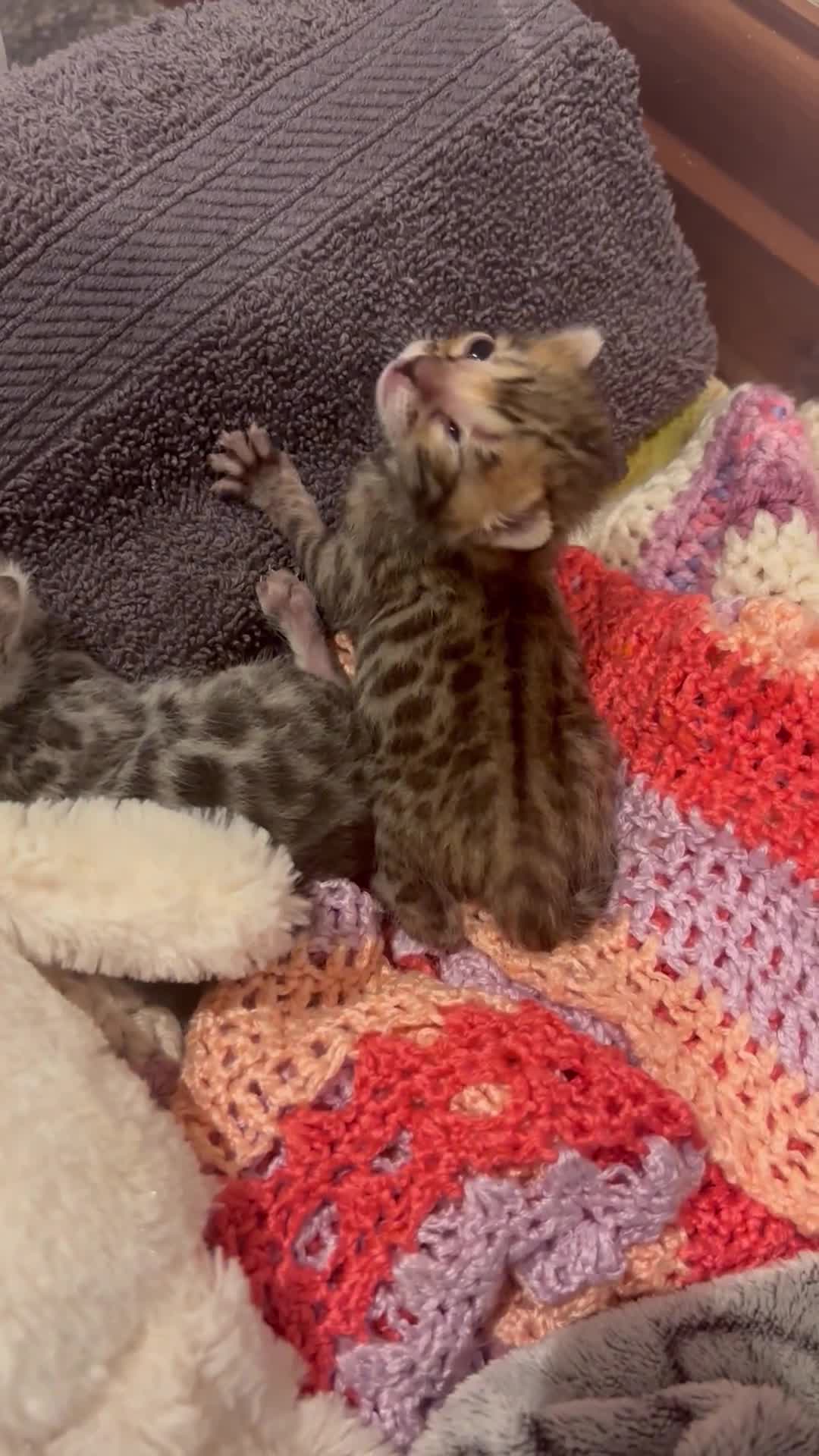 Bengal cats for sale: TICA registered Bengal girls. - Video 1