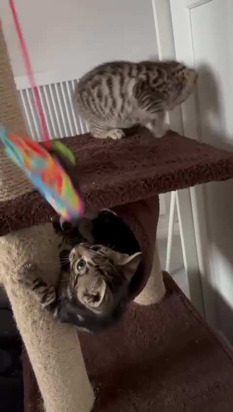 Mixed Breed cats for sale: Bengal x Russian blue kittens  - Video 1