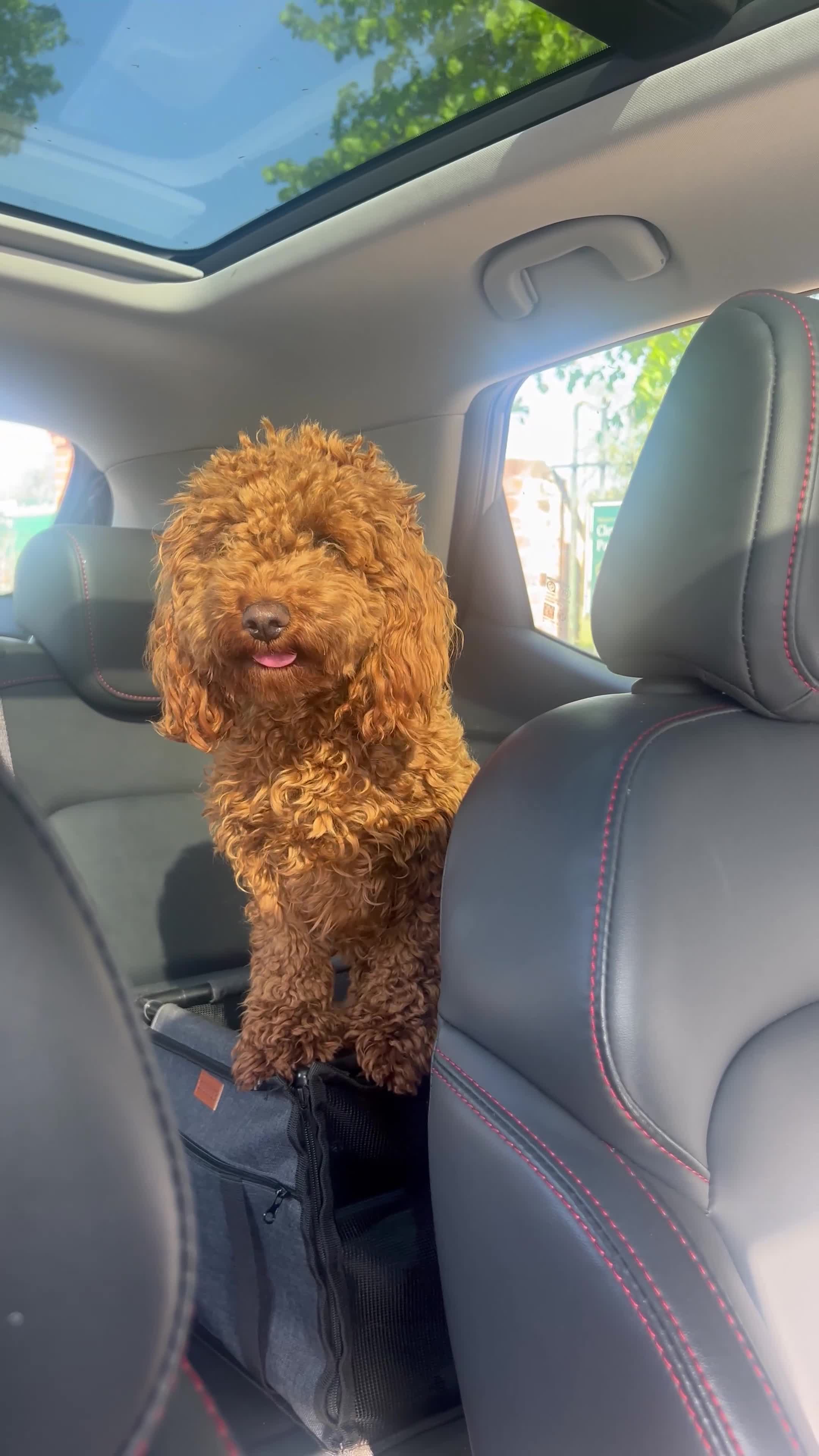 Cavapoo dogs for sale: Exceptionally trained & loving 1-year-old Cavapoo - Video 3