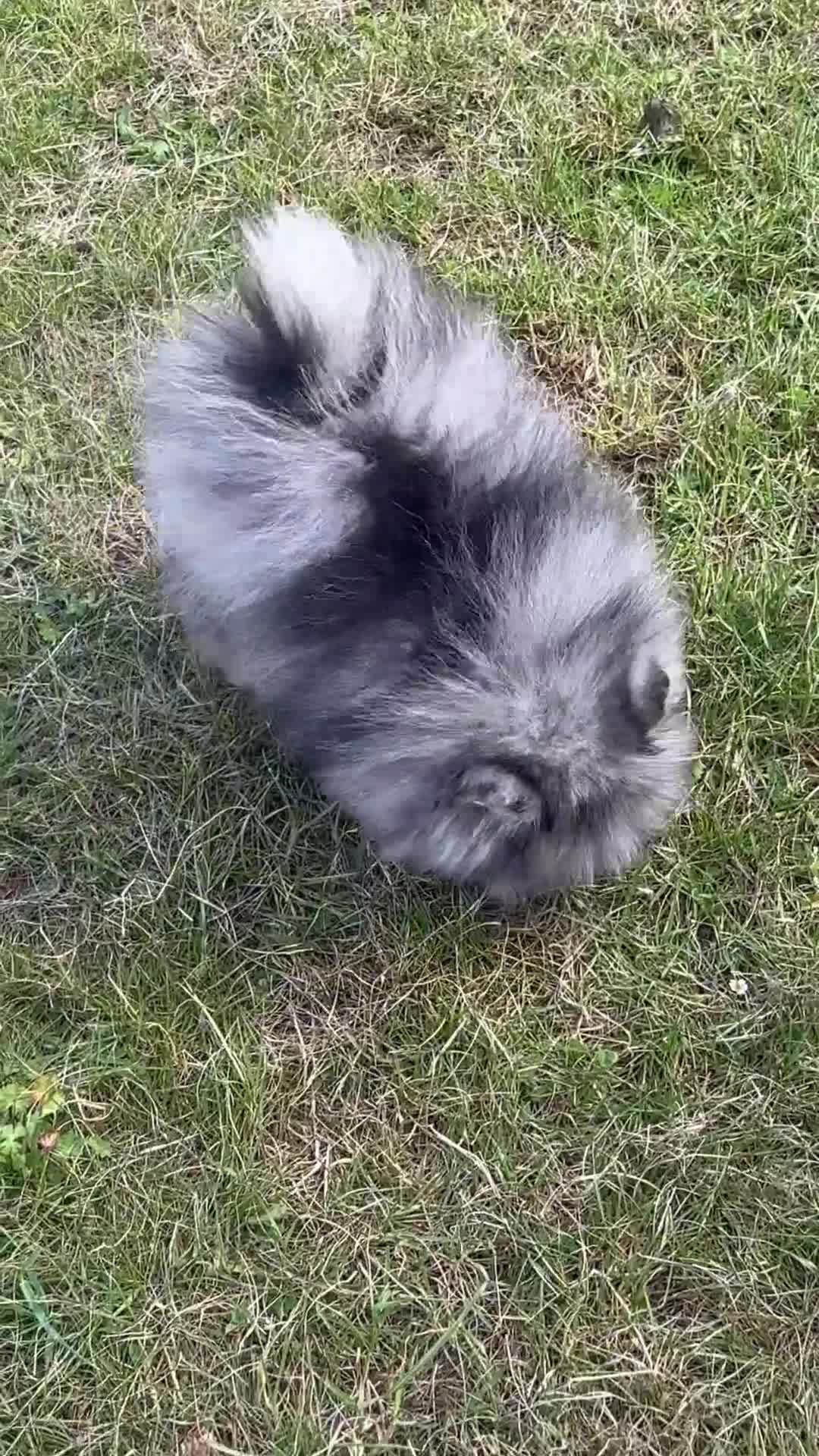 Pomeranian dogs for sale: Tiny calm boy - neutered  - Video 3