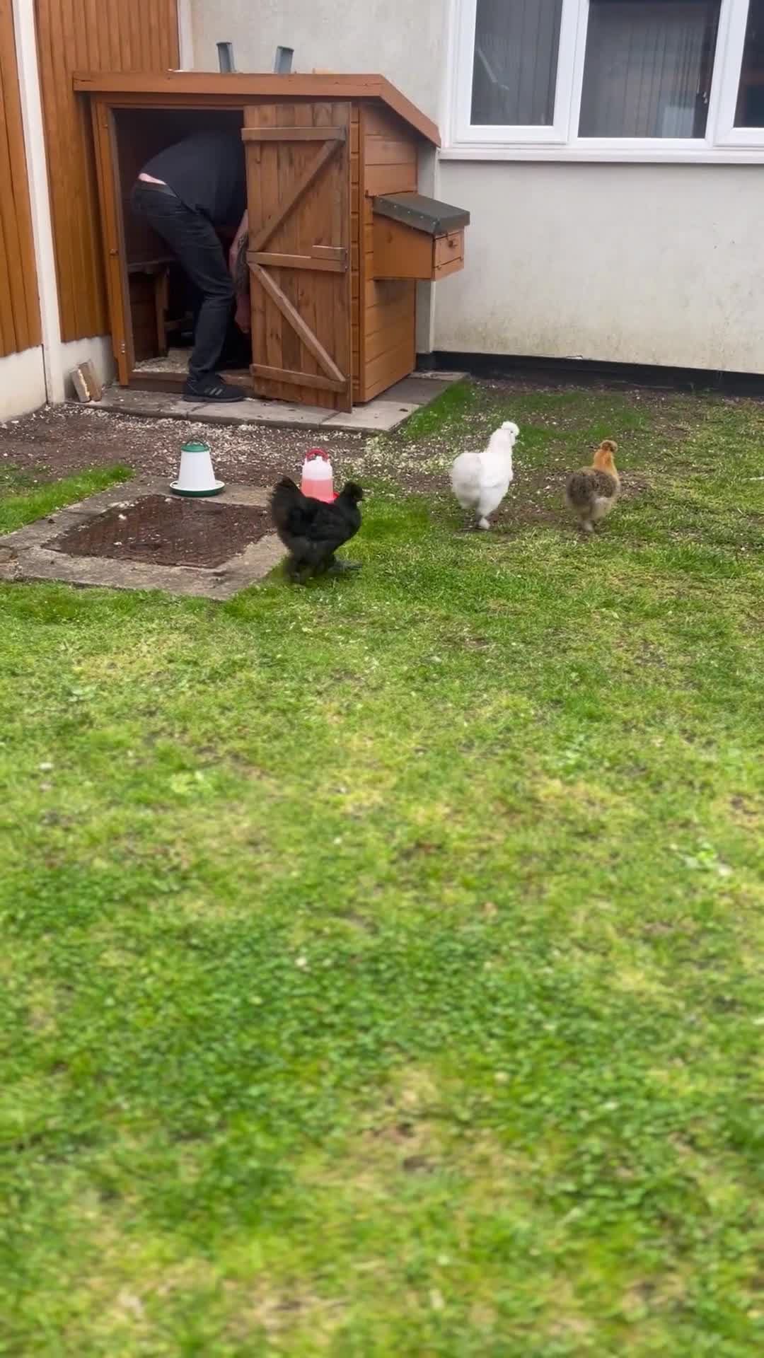 Chickens poultry for sale: 3 15 week old silkie chicks  in Walsall - Video 2