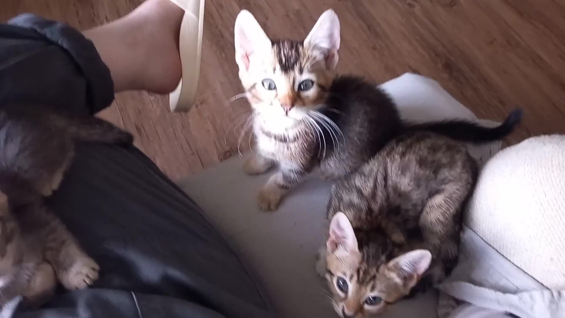 Bengal cats for sale: BENGAL Cross Kittens ♡ BLUE | NEED LOVING HOMES - Video 2