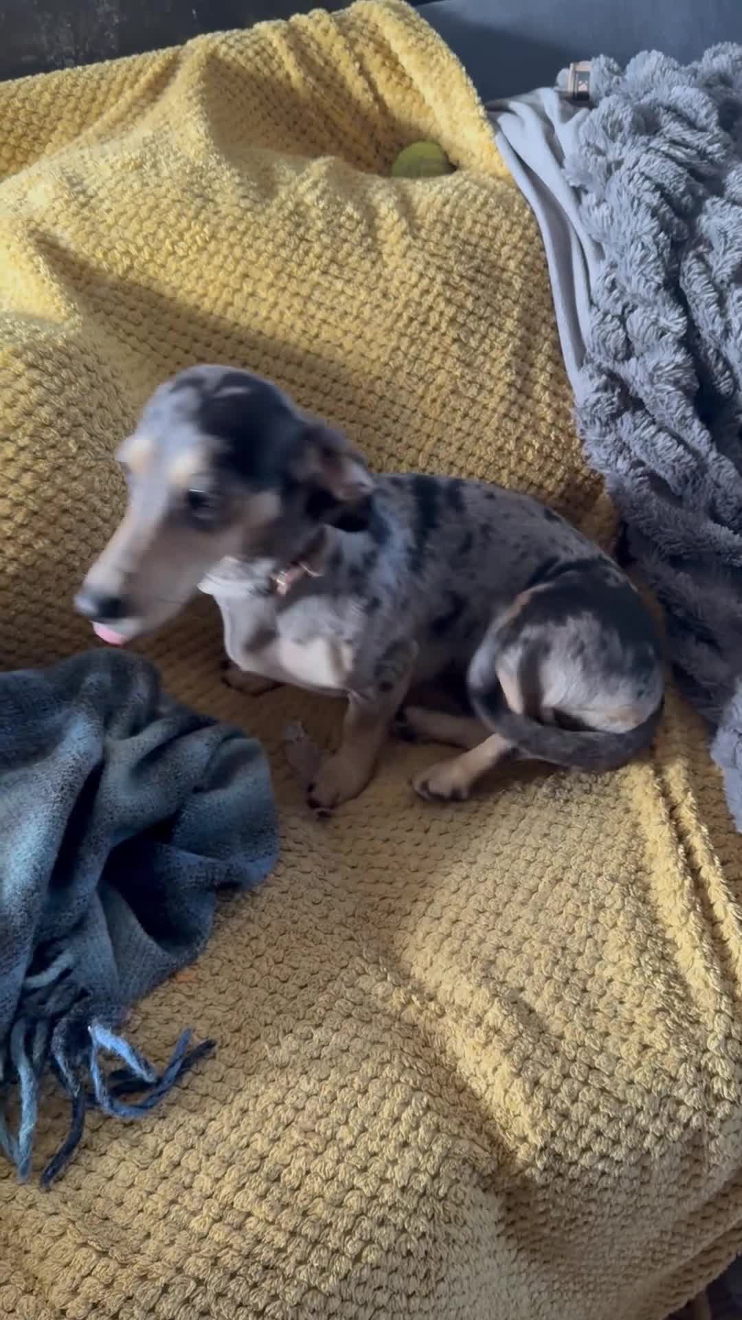 Dachshund dogs for sale: Stunning adult dachshund female  - Video 1