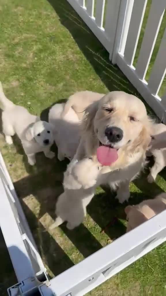 Golden Retriever dogs for sale: Golden retriever puppies in Rainham - Video 1