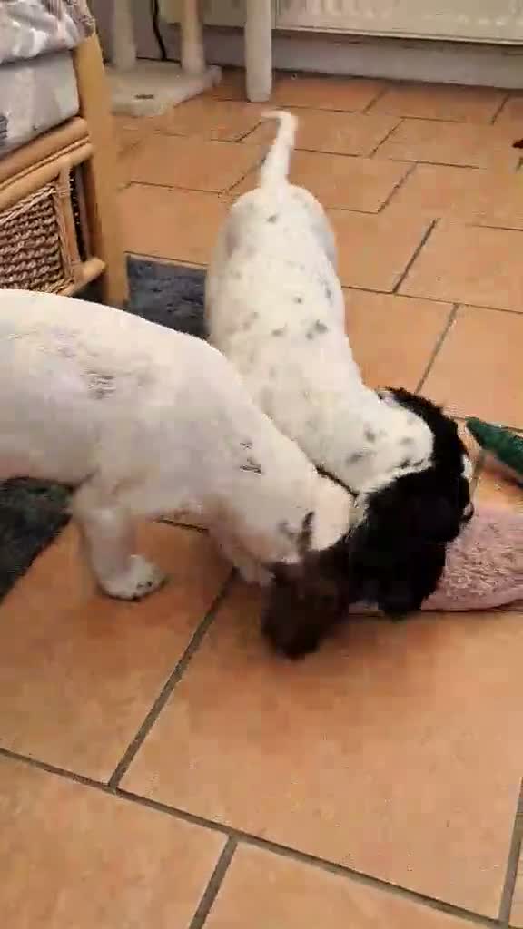 Sprocker dogs for sale: SPROCKER (ENGLISH SPRINGER X COCKER SPANIEL) PUPS - Video 1