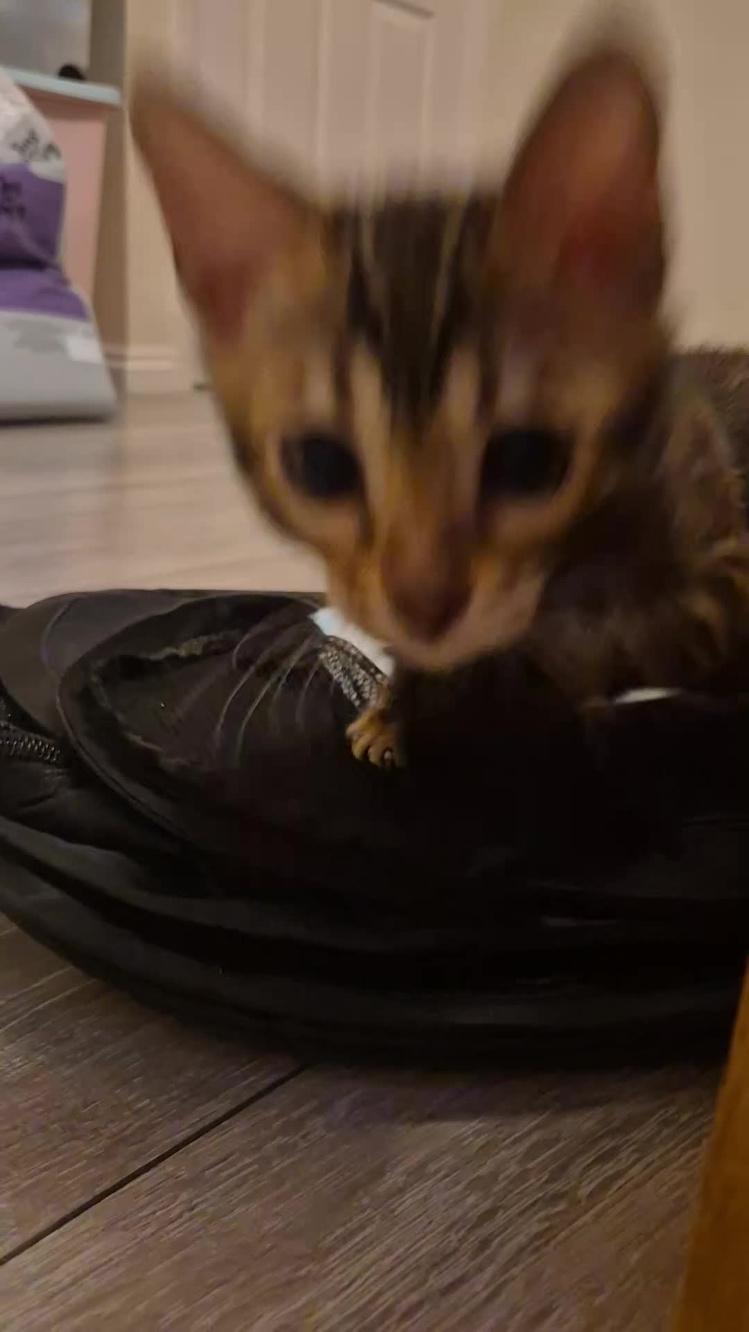 Bengal cats for sale: Beautiful bengal kittens... - Video 1