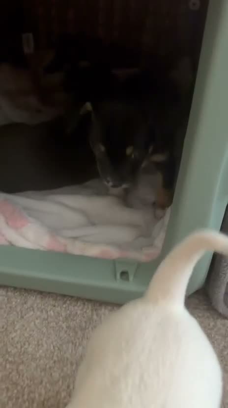 Chihuahua dogs for sale: Adorable chihuahua puppies  in Liverpool - Video 2