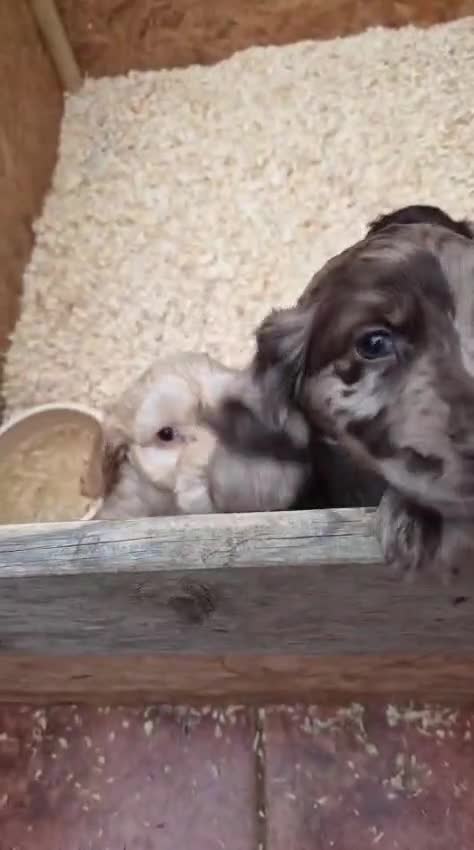 Cockapoo dogs for stud: F1 Blue Merle cockapoo **PROVEN** **CHAMPION BLOOD - Video 1
