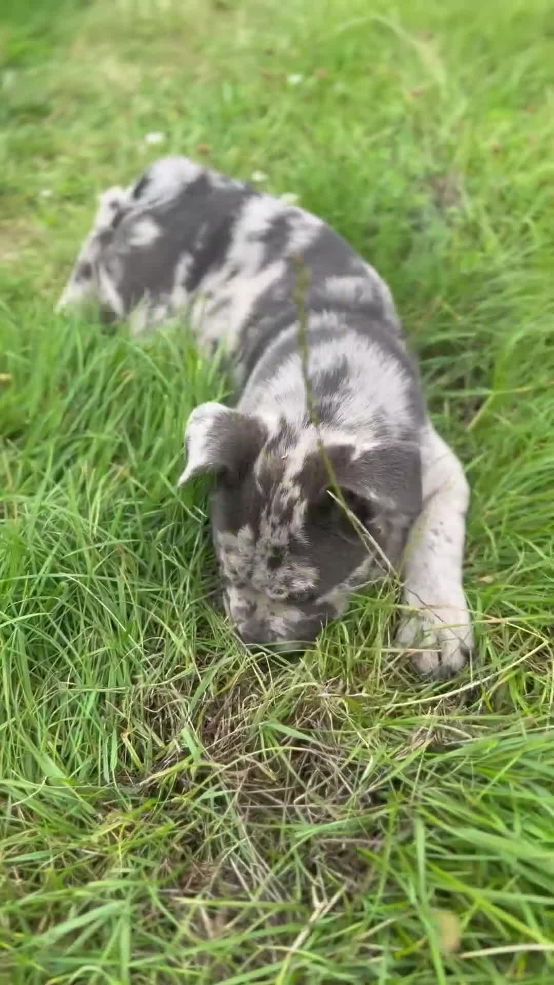 Mixed Breed dogs for sale: 1 left Beautiful chow x bulldog pups merle - Video 3