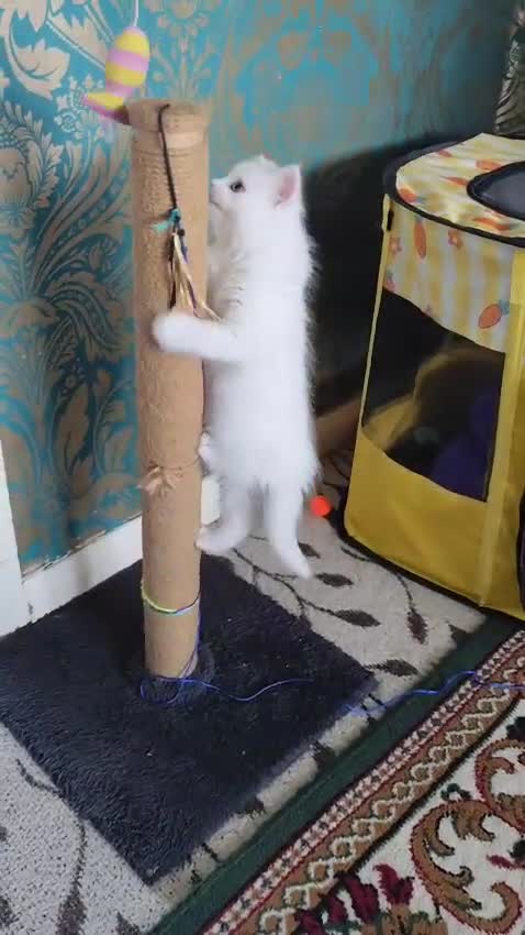 Mixed Breed cats for sale: Beautiful male kitten ready for new home - Video 1