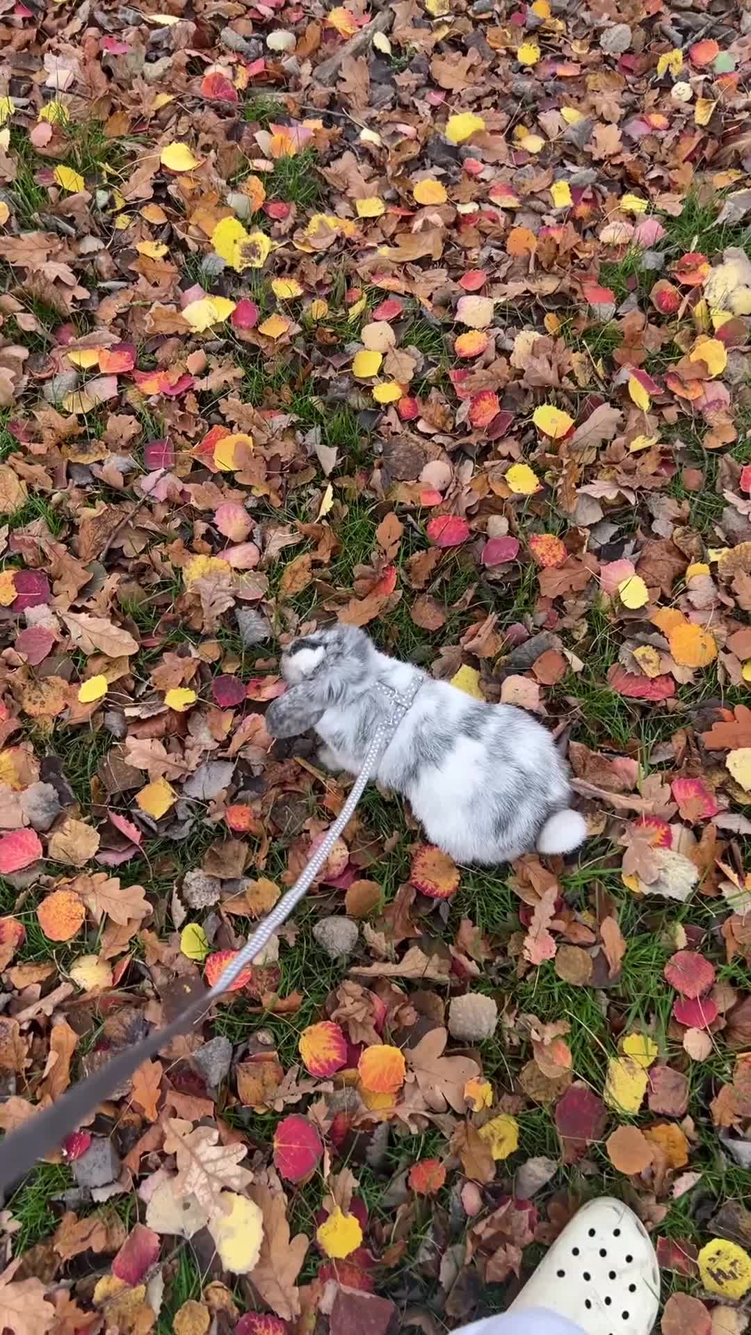 Mini Lop rabbits for sale: Grey and white mini lop - Video 1