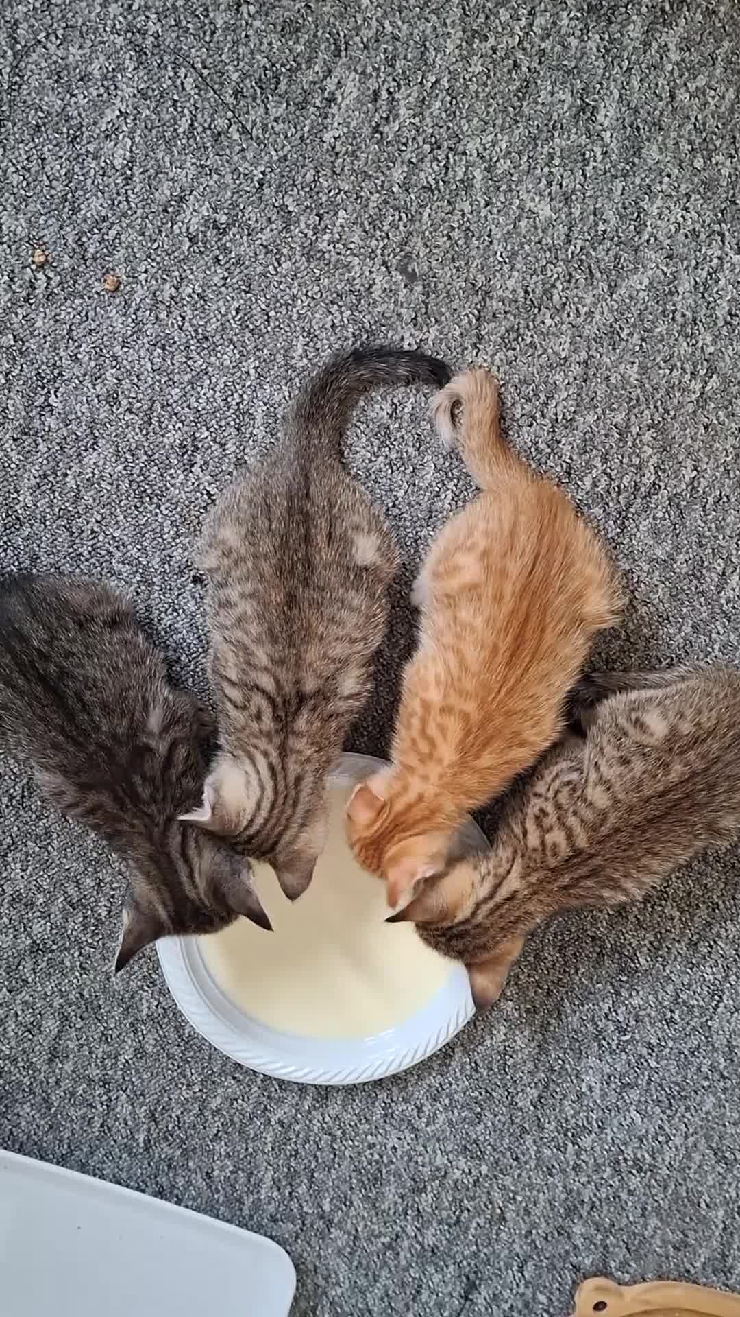 Mixed Breed cats for sale: Bengamese mix litter - Video 2