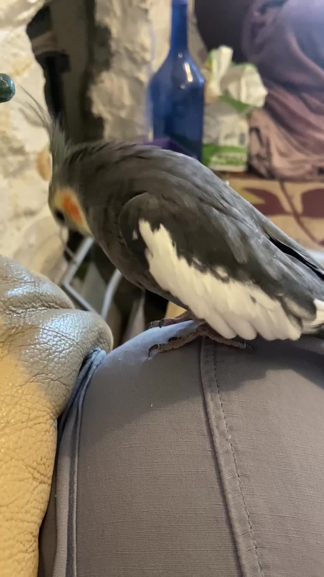 Cockatiels birds for sale: Pair of bonded male cockatiels hand reared tame - Video 1