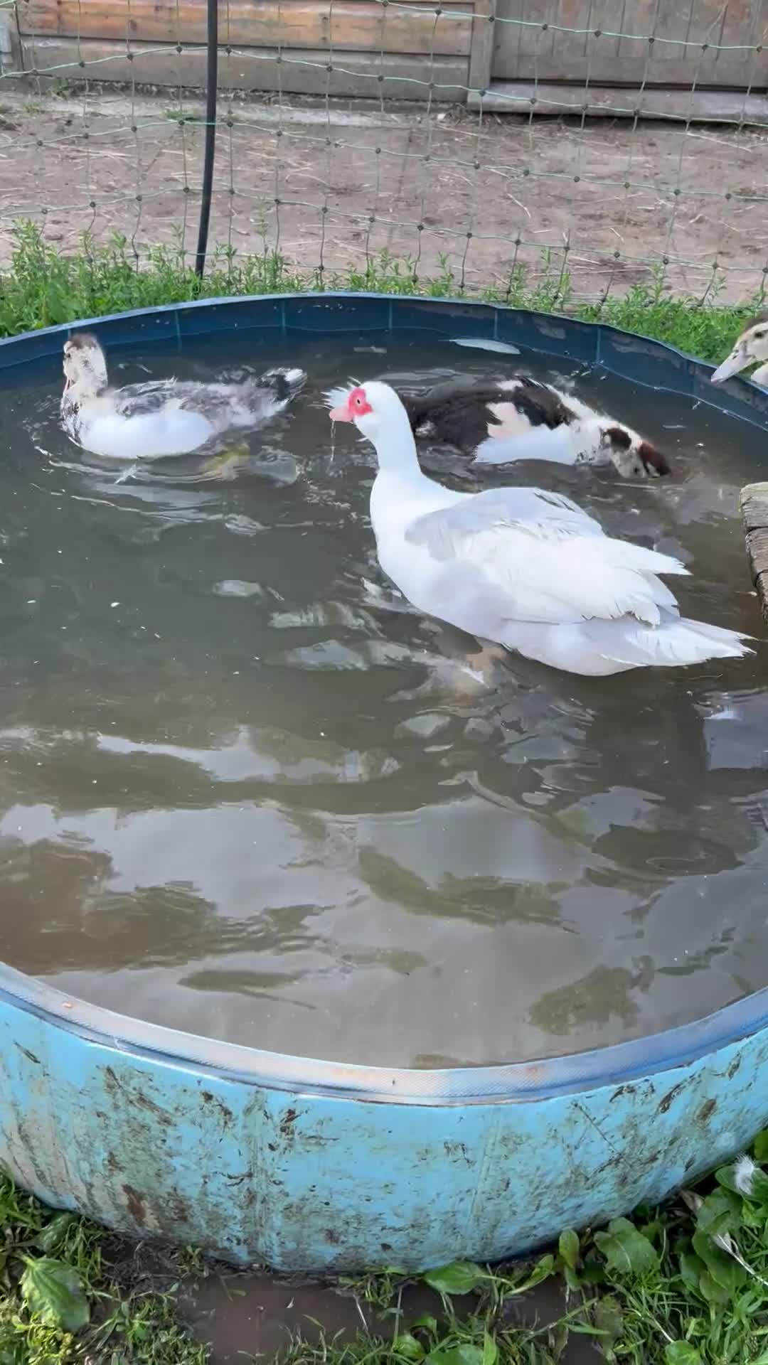 Ducks poultry for sale: Muscovy ducklings for sale - Video 1