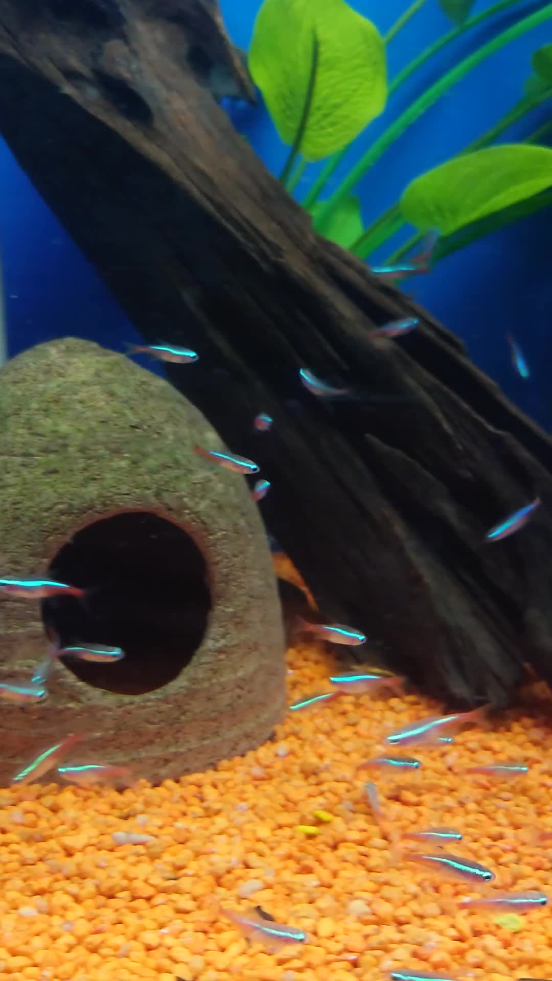 Other/Mixed Breed fish for sale: Full Aquatic Stocklist Manchester Pet's & Aquatics - Video 3