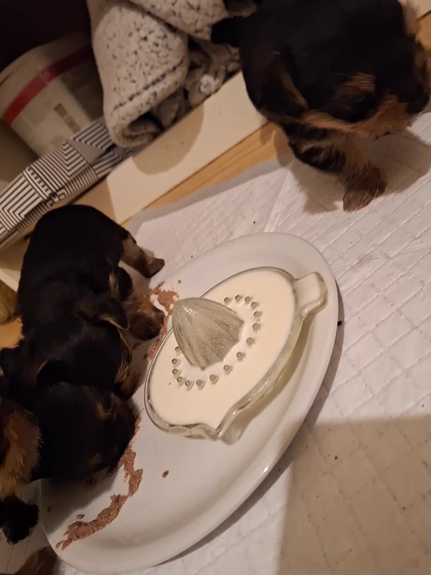 Yorkshire Terrier dogs for sale:  😍 Yorkshire Terrier Puppies 😍  - Video 1