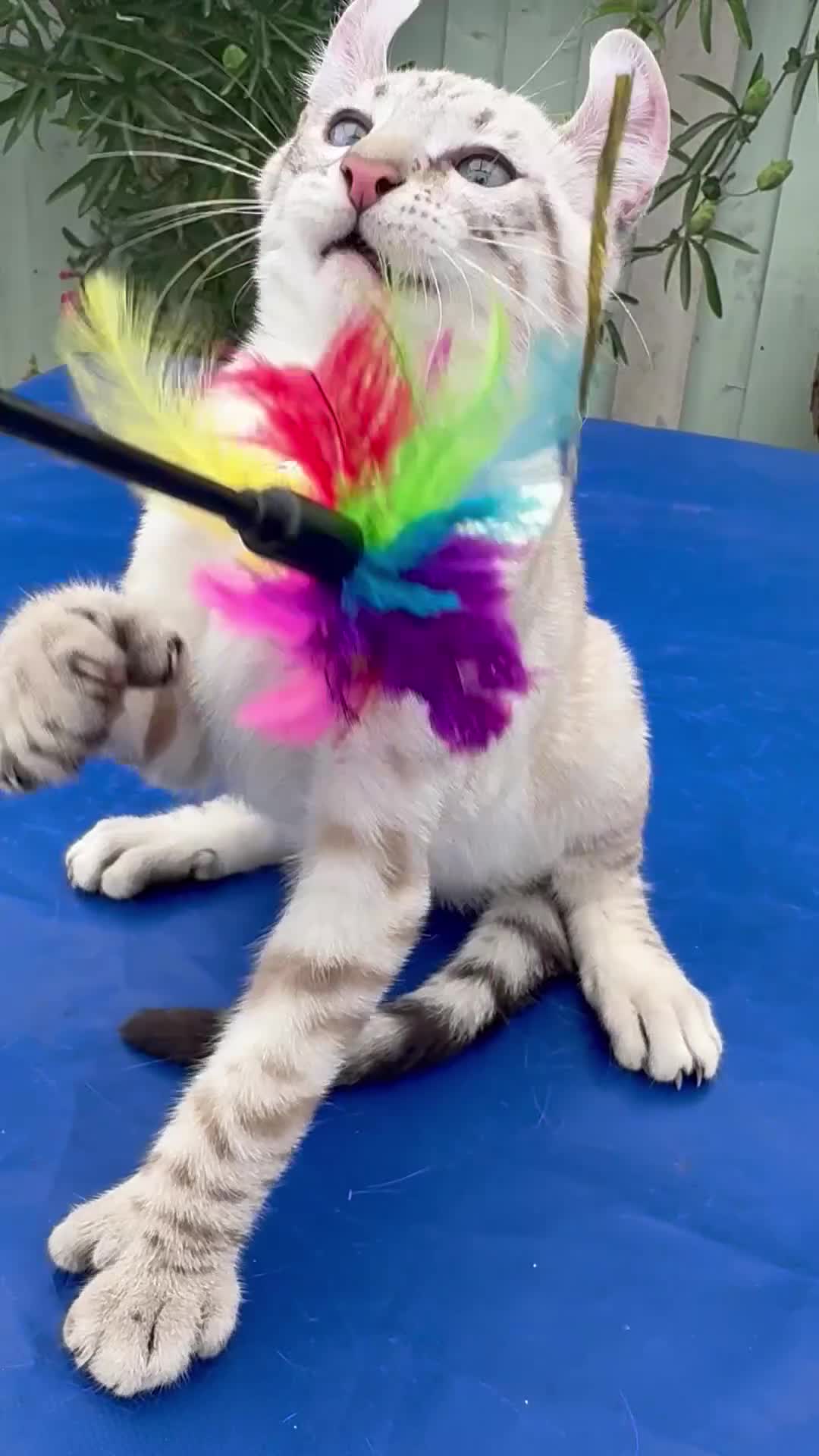 Keetso cats for sale: The best Keetso boy ever  - Video 2