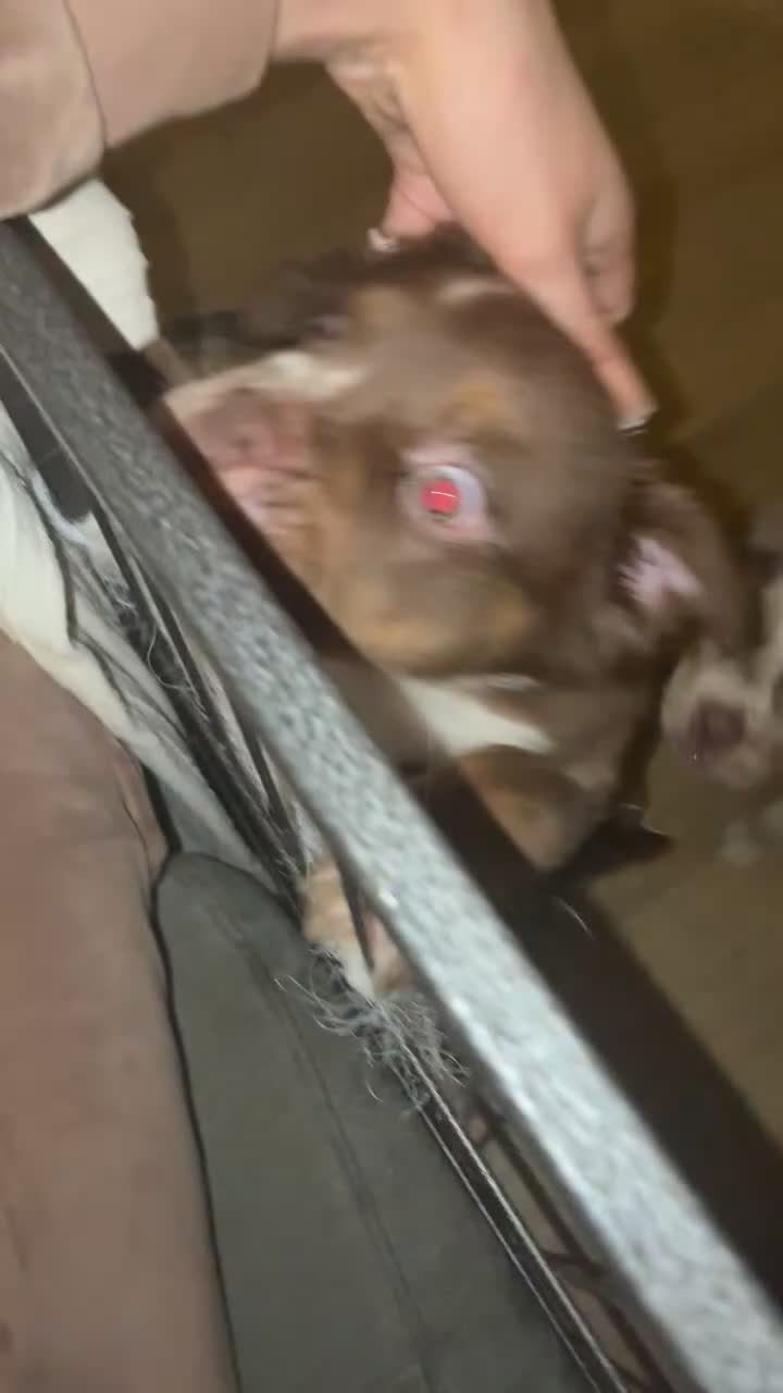 Mixed Breed dogs for sale: FLUFFY OLD TYME ENGLISH BULLDOG  - Video 1