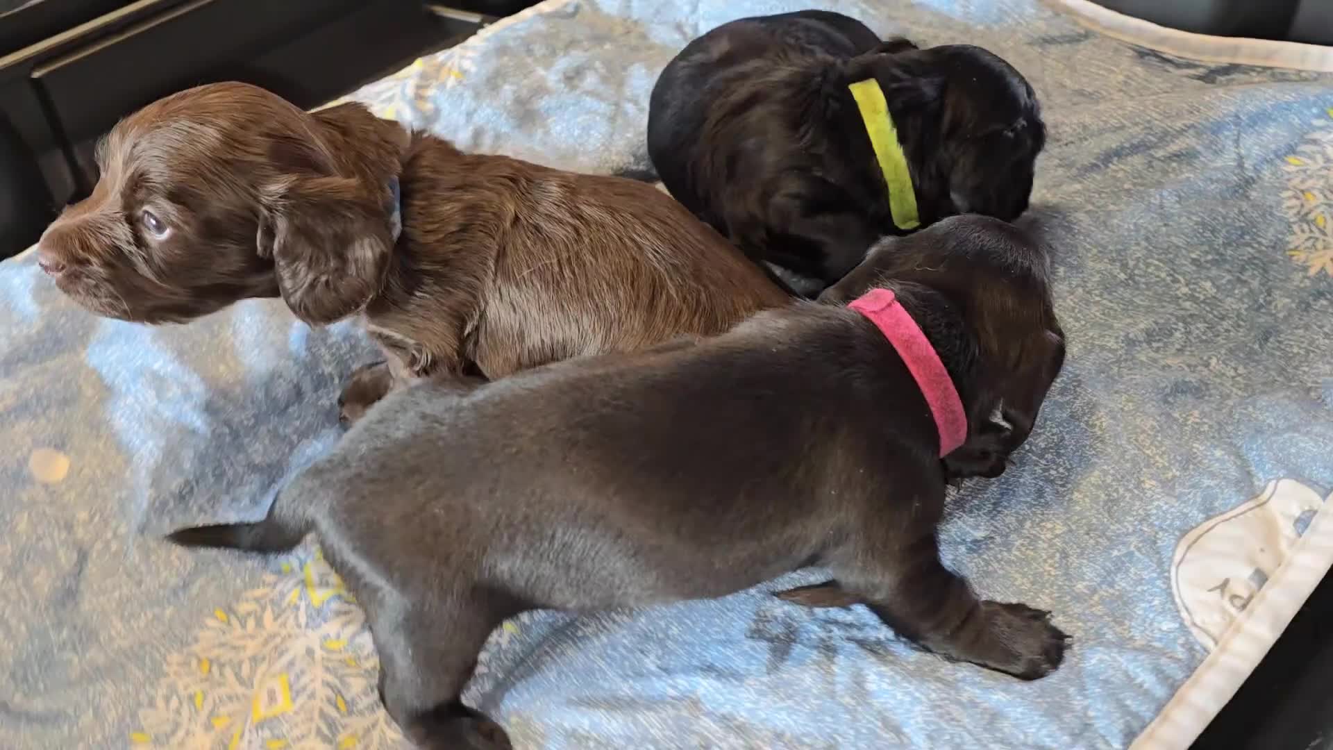 Miniature Dachshund dogs for sale: ✨️RARE SOLID COLOURS✨️ MINI DACHSHUND PUPPIES  - Video 1