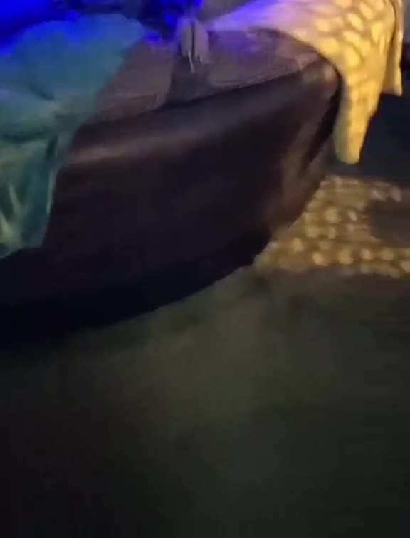 Sugar Glider rodents for sale: 2 female and 1 male with cage - Video 2