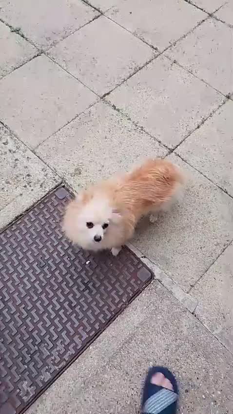 Pomeranian dogs for sale: Beautiful Russian pomeranian pups - Video 2