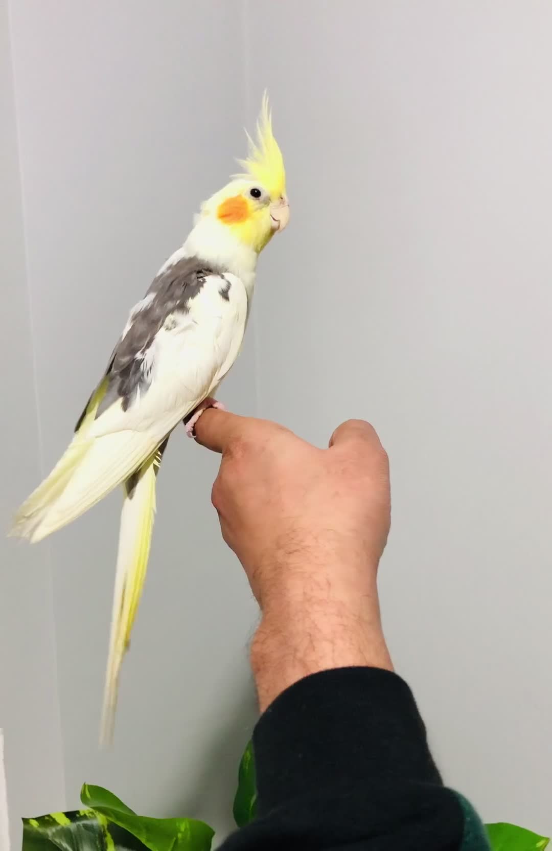 Cockatiels birds for sale: Beautiful Colours Hand tamed cocktails for sale. - Video 1