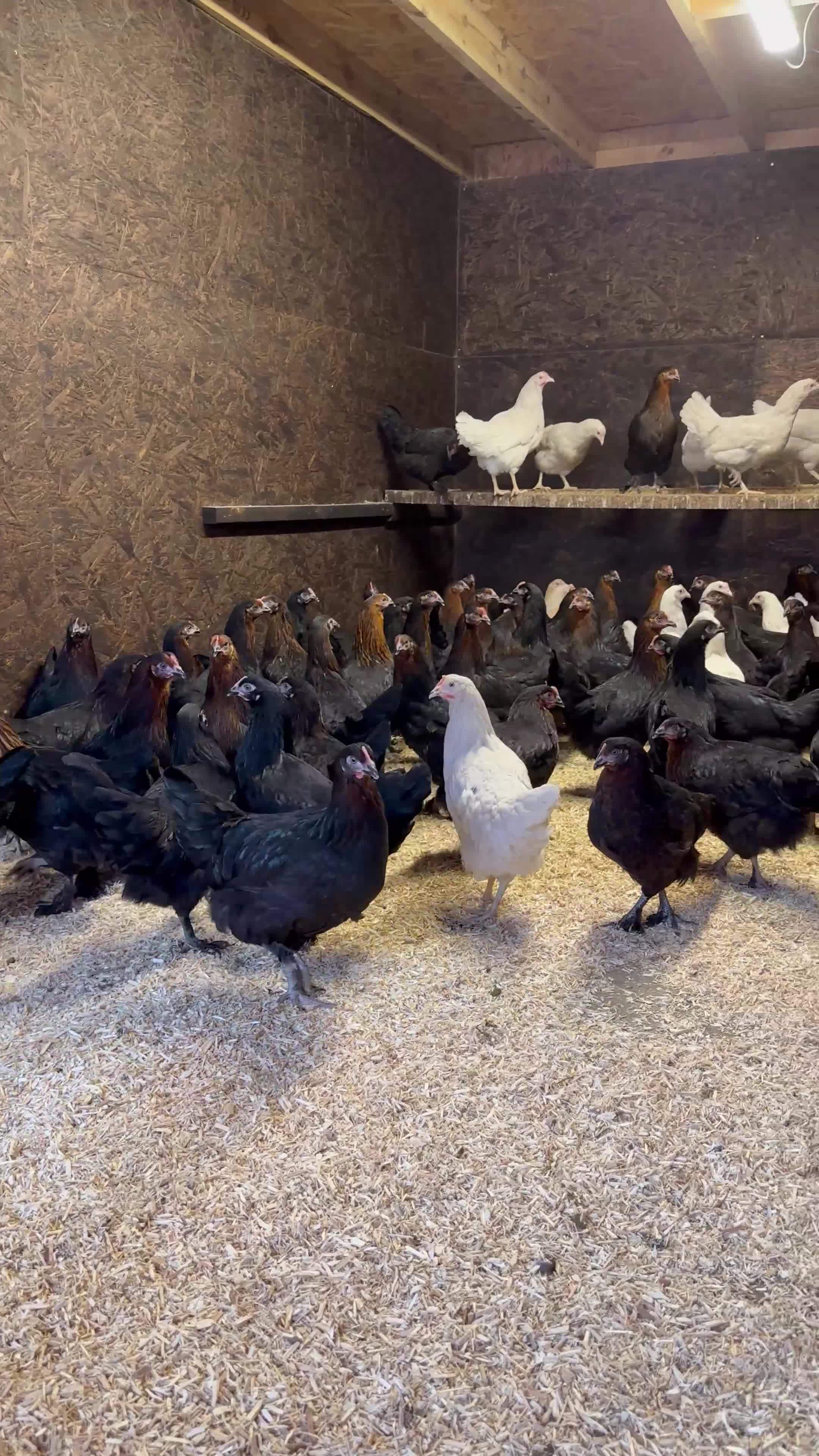 Chickens poultry for sale: Burford brown hens at point of lay - Video 1