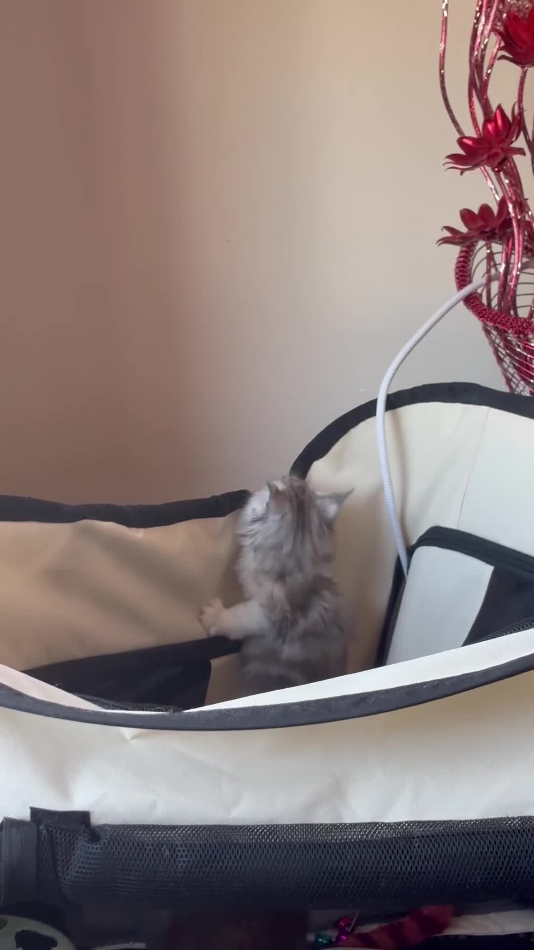Maine Coon cats for sale: Maine Coon Kittens  in Romford - Video 2