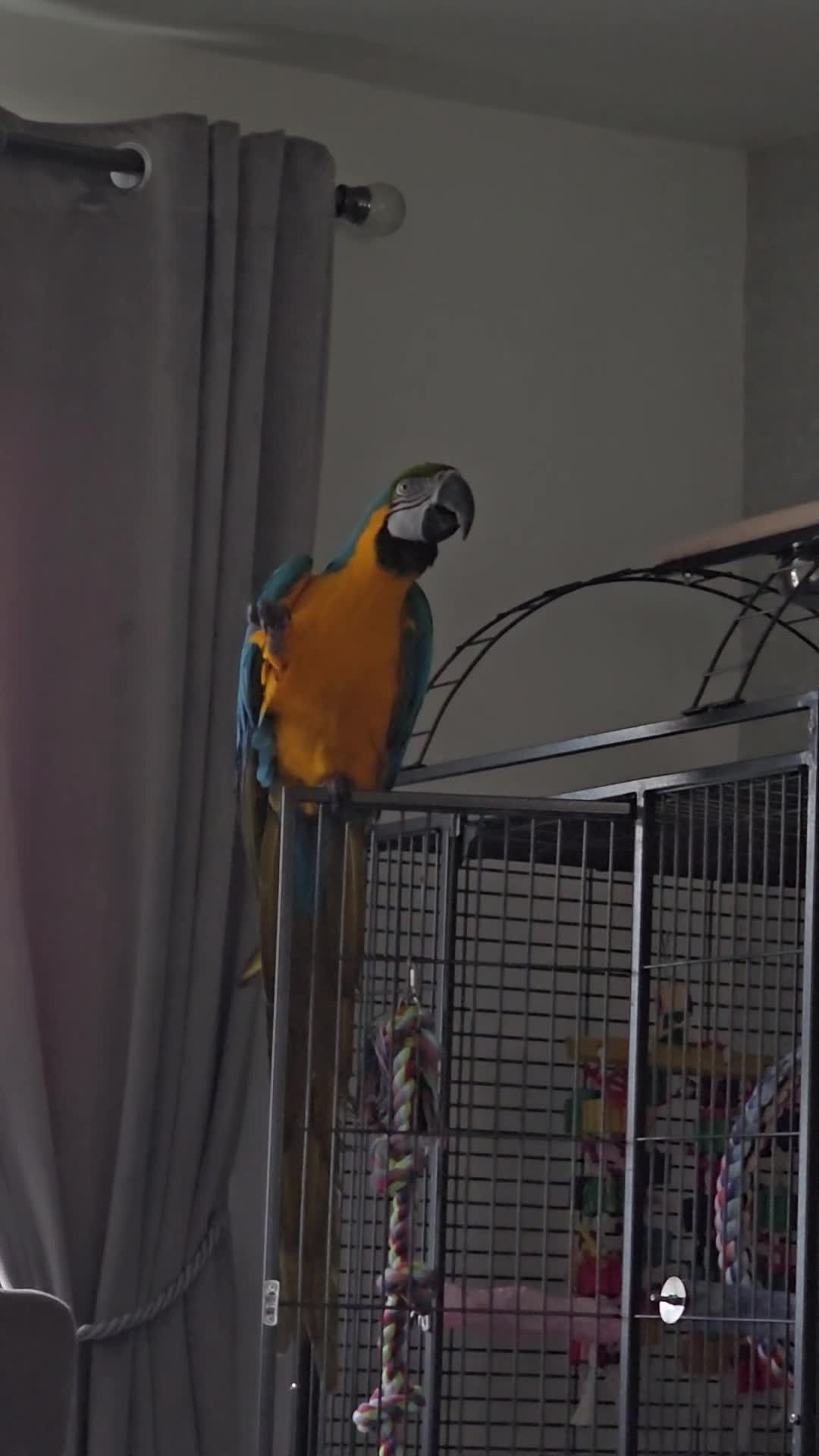 Macaws birds for sale: Blue and gold macaw - Video 3