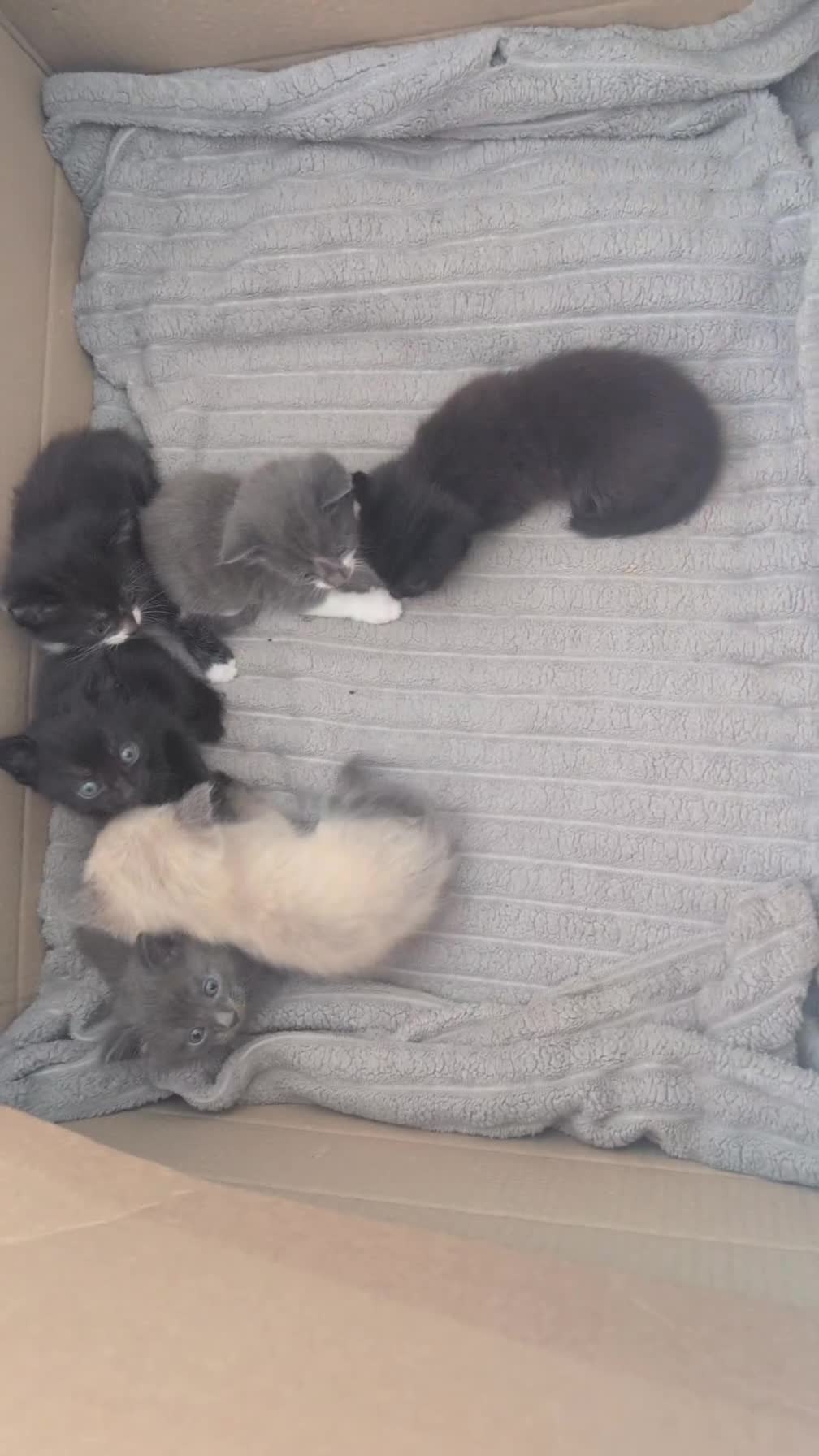 Mixed Breed cats for sale: Mixed Breed Ragdoll Kittens - Video 1