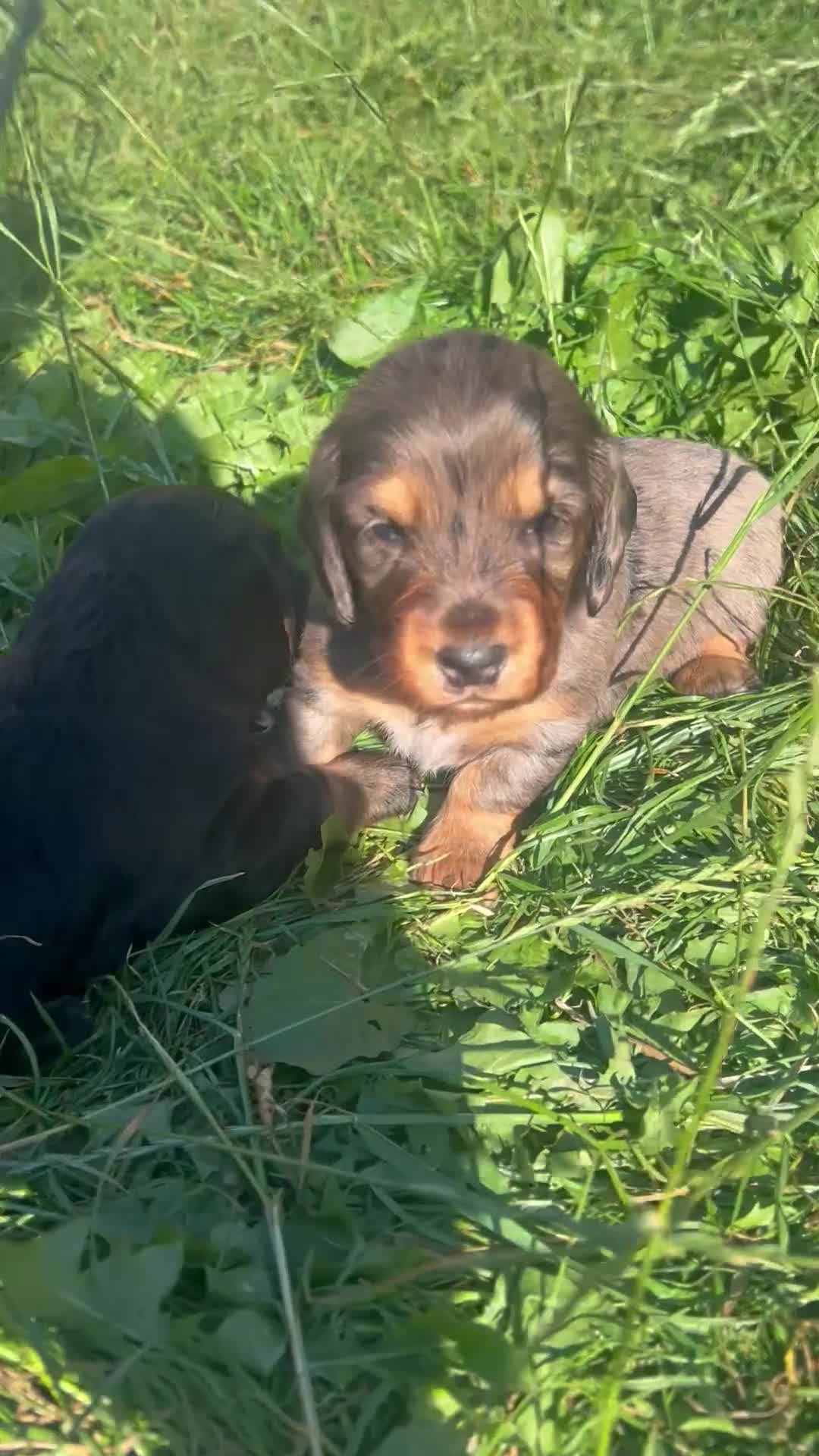 Dachshund dogs for sale: LONG HAIRED  KC REG  DACHSHOUNDS - Video 1