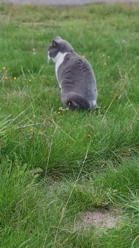 British Shorthair cats for sale: Male British Shorthair Cat - Video 1