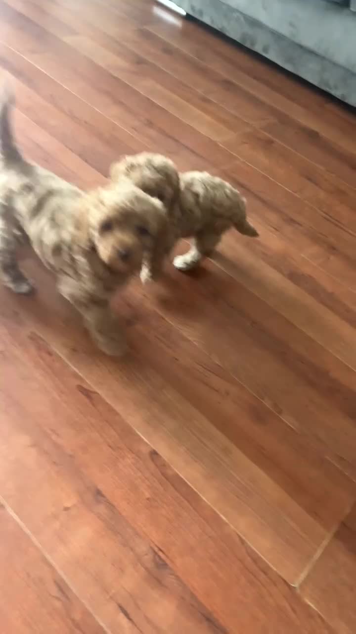 Cavapoo dogs for sale: Reduced to £1500 tiny boy ready on Tues 19th may - Video 1