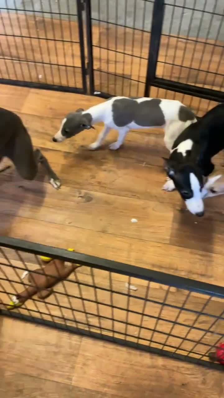 Whippet dogs for sale: Whippet - Video 1