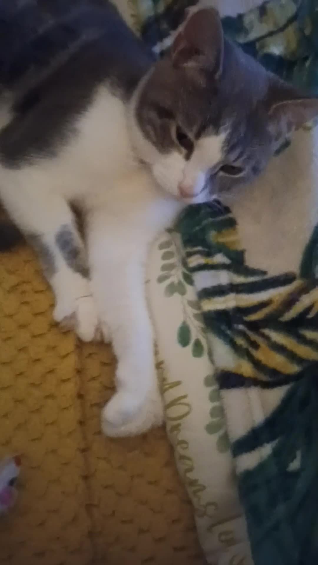 British Shorthair cats for sale: Bluebell is looking for a forever home - Video 2