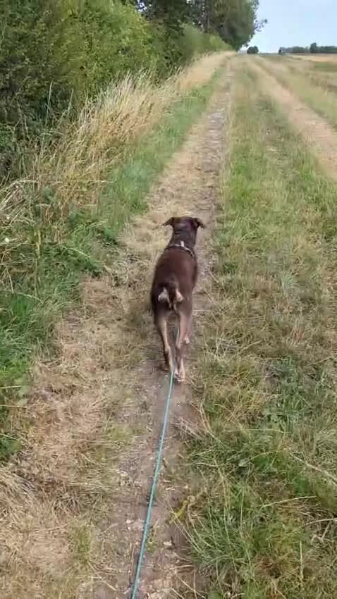 Mixed Breed dogs for adoption: 🚨 A Safe Place for Hermes  - Video 2