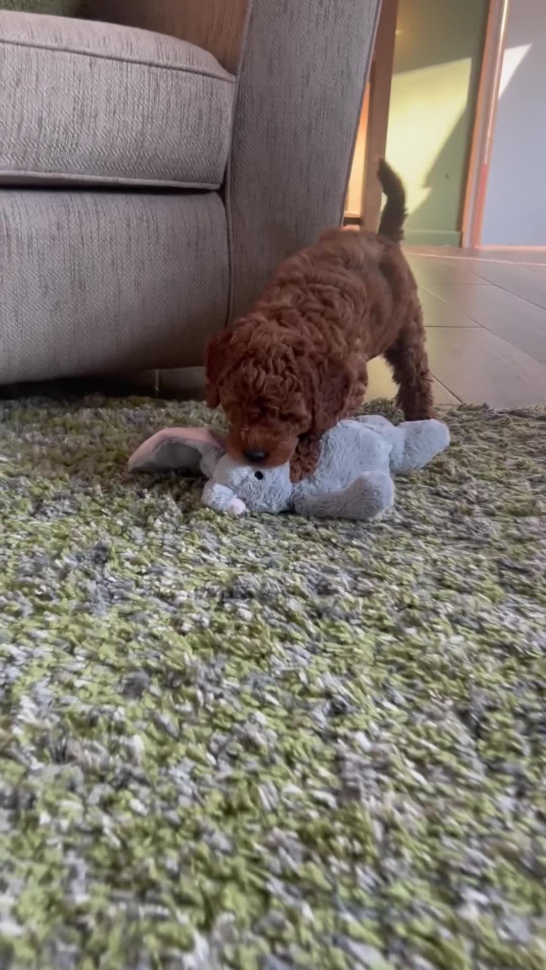 Mini Goldendoodle dogs for sale: 🐾 TRUE MINI F4B GOLDENDOODLES 🐾 - Video 1