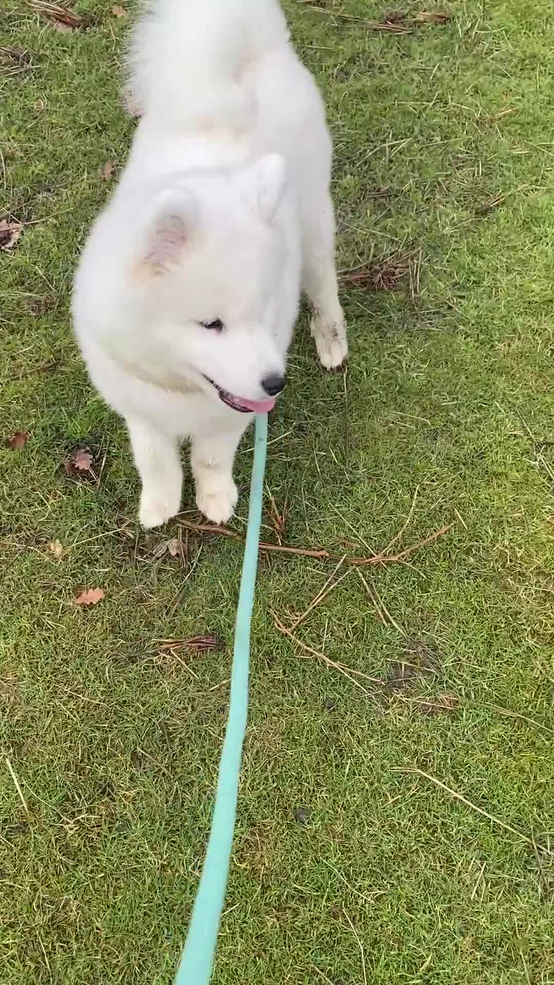 Samoyed dogs for sale: Gorgeous boy 4 months old - Video 1