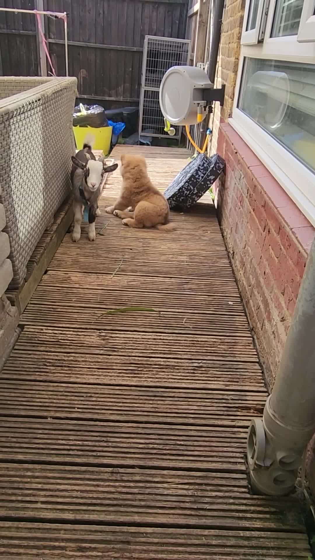 Chow Chow dogs for sale: Chow chow puppy last boy available  - Video 2