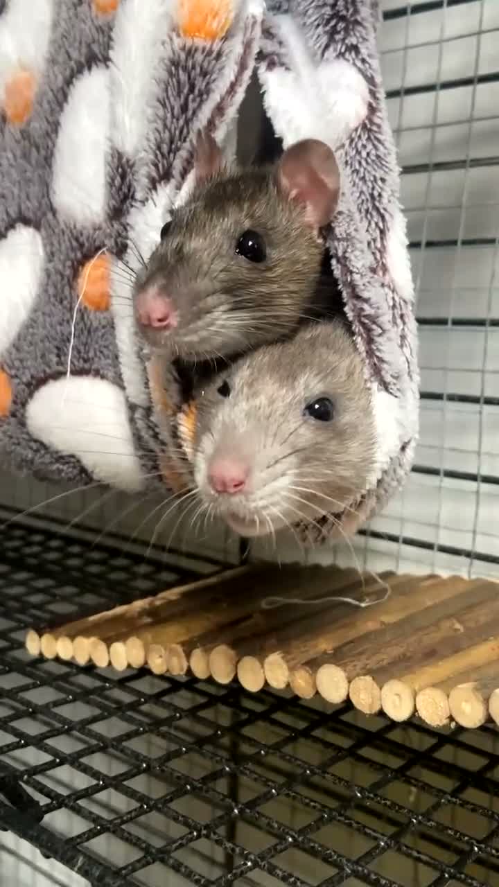 Rat rodents for sale: Two female rats in Sheffield - Video 1