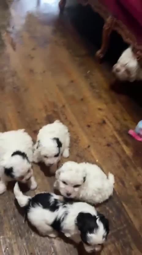 Bichon Frise dogs for sale: Bischon frize - Video 1