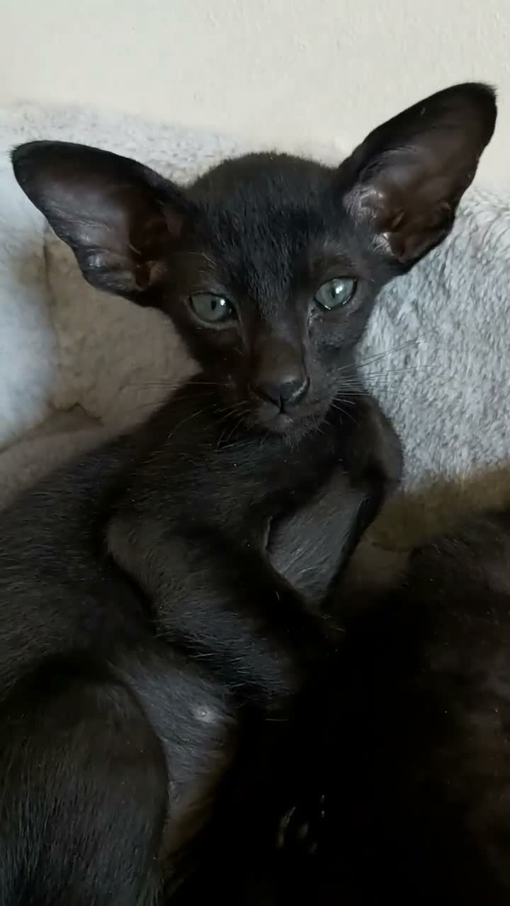 Oriental cats for sale: FULL Pedigree Oriental XL size ears GCCF1380 - Video 2