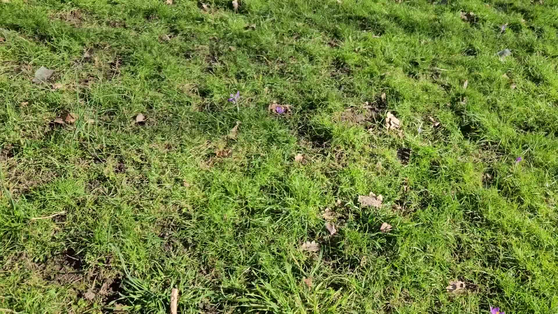 Scottish Fold cats for sale: Tortie girl, wonderful personality, 1.5years old - Video 1