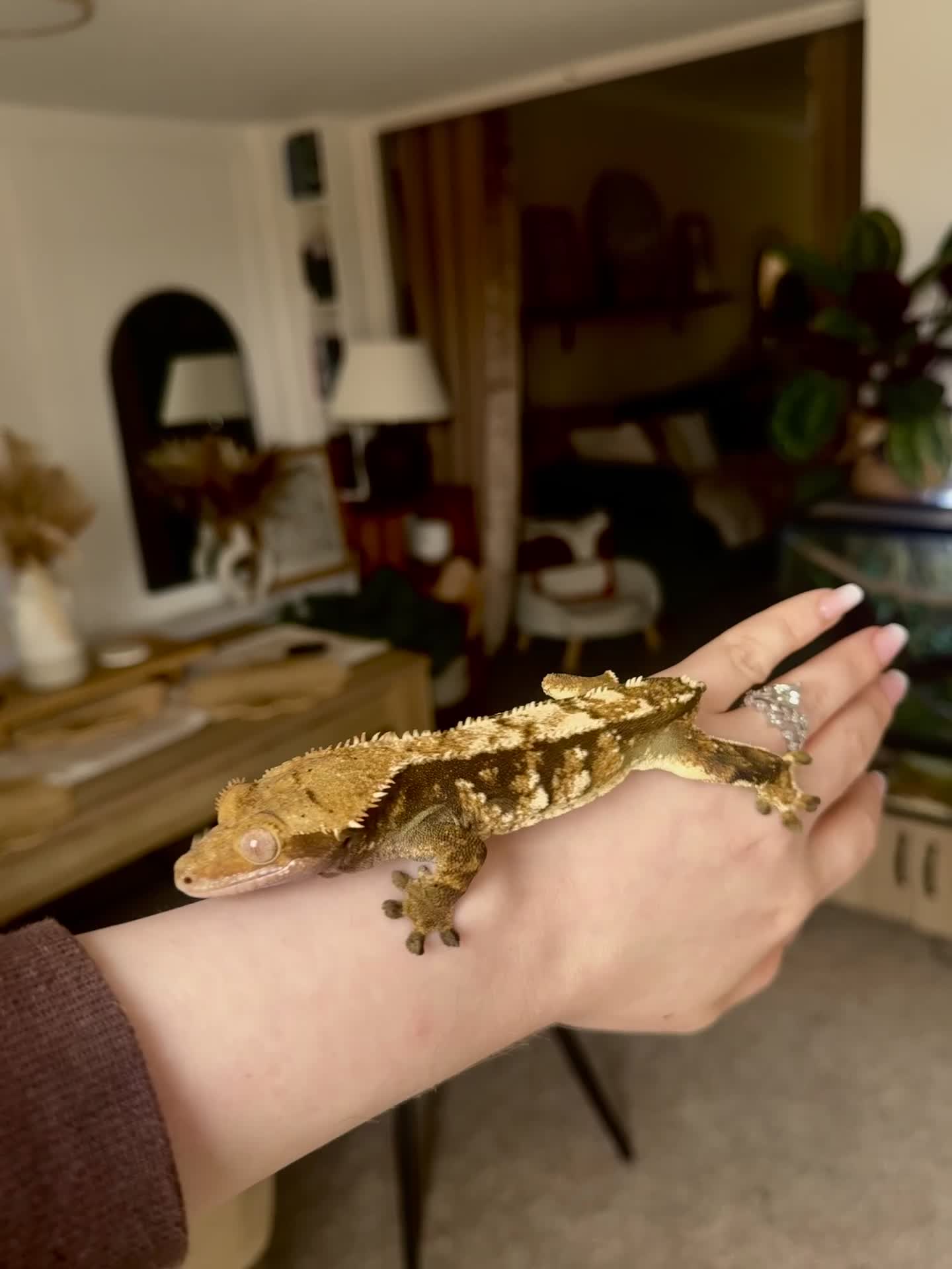 Gecko reptiles for sale: Stunning Friendly Female Tri/Harle Crested Gecko - Video 1